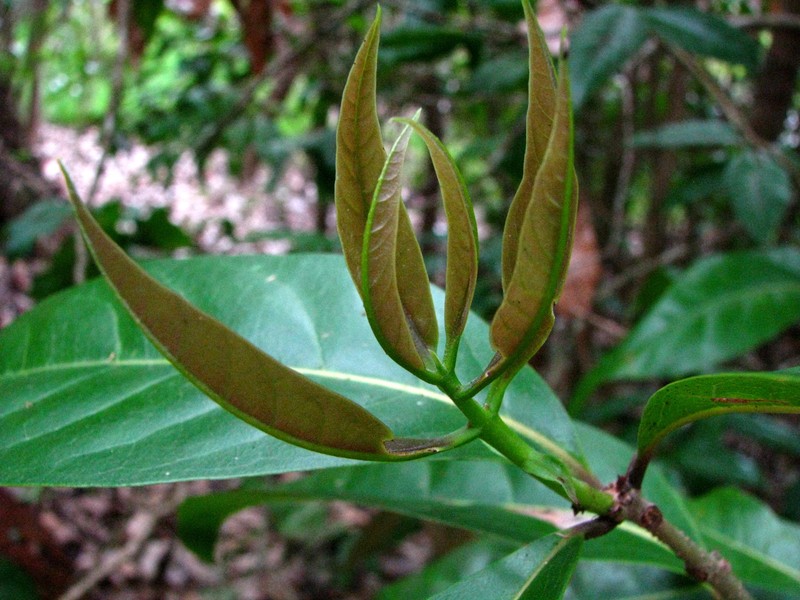 Hawai'I Olive