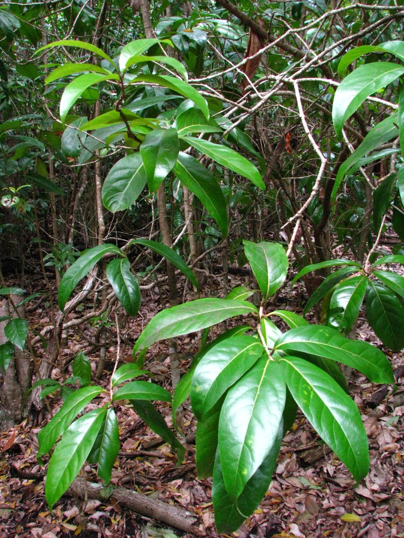 Hawai'I Olive photo 2