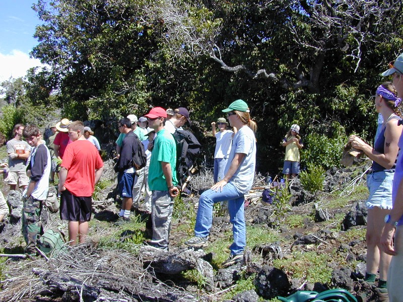 Hawai'I Olive photo 3