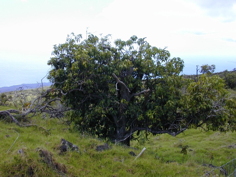 Hawai'I Olive photo 6