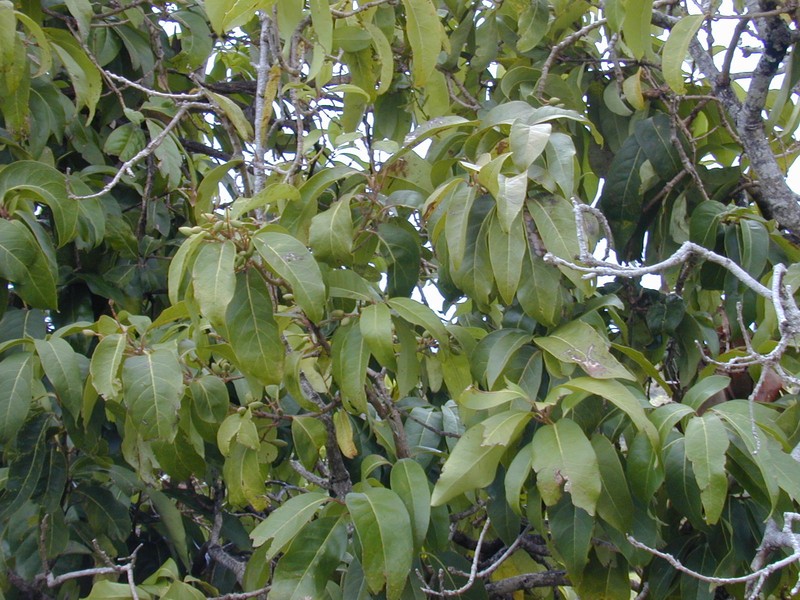 Hawai'I Olive photo 7