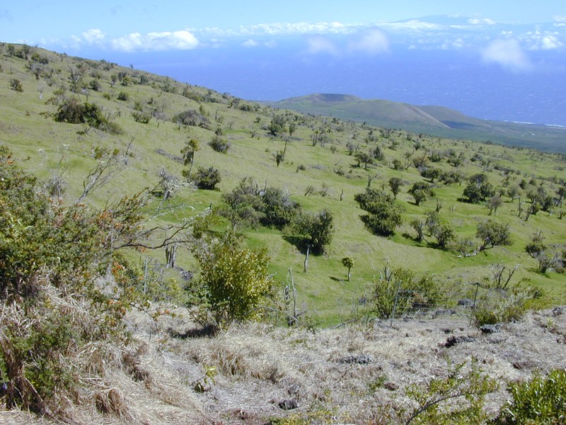 Hawai'I Olive photo 8