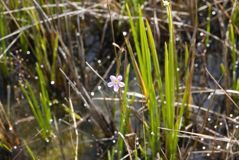 Noterophila bivalvis