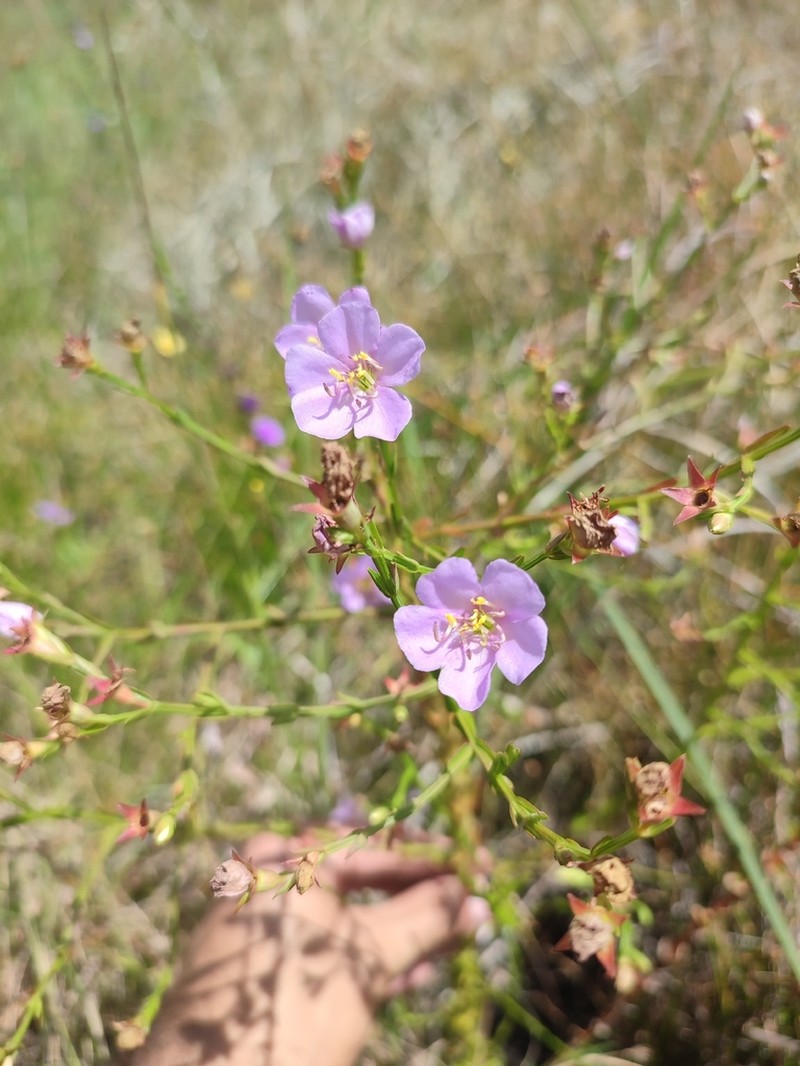 Noterophila bivalvis photo 2