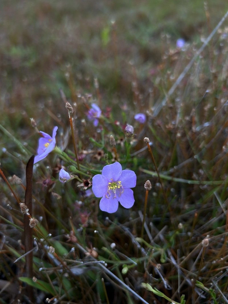 Noterophila bivalvis photo 3