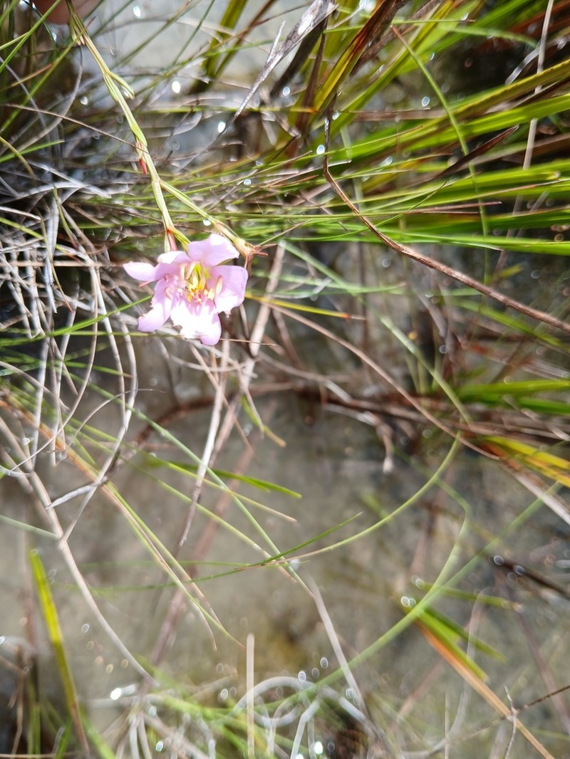 Noterophila bivalvis photo 4