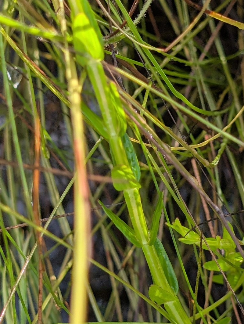 Noterophila bivalvis photo 5