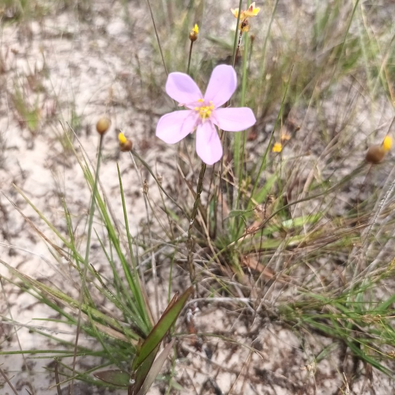 Noterophila bivalvis photo 6