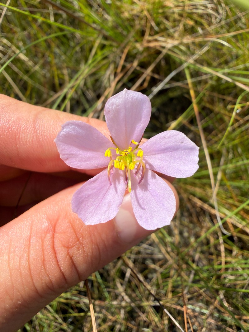 Noterophila bivalvis photo 7