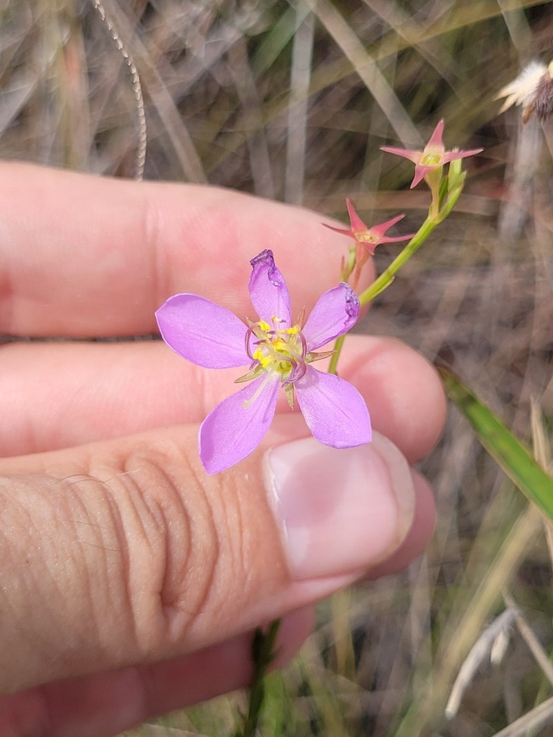 Noterophila bivalvis photo 8