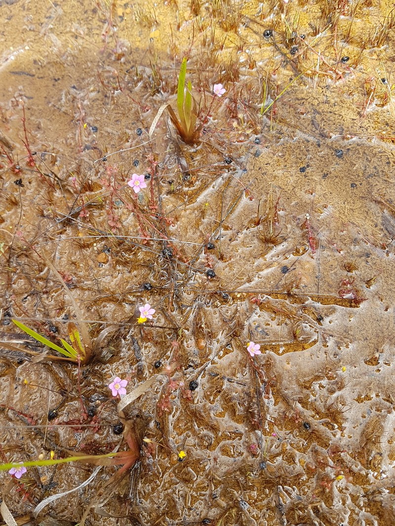 Noterophila crassipes