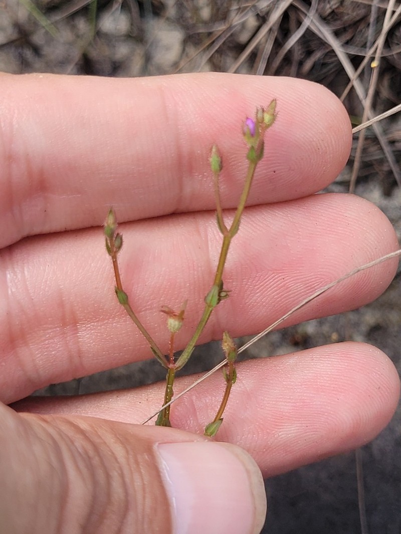 Noterophila crassipes photo 2