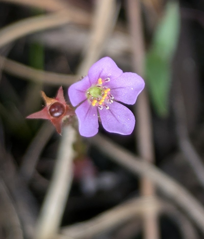 Noterophila crassipes photo 3
