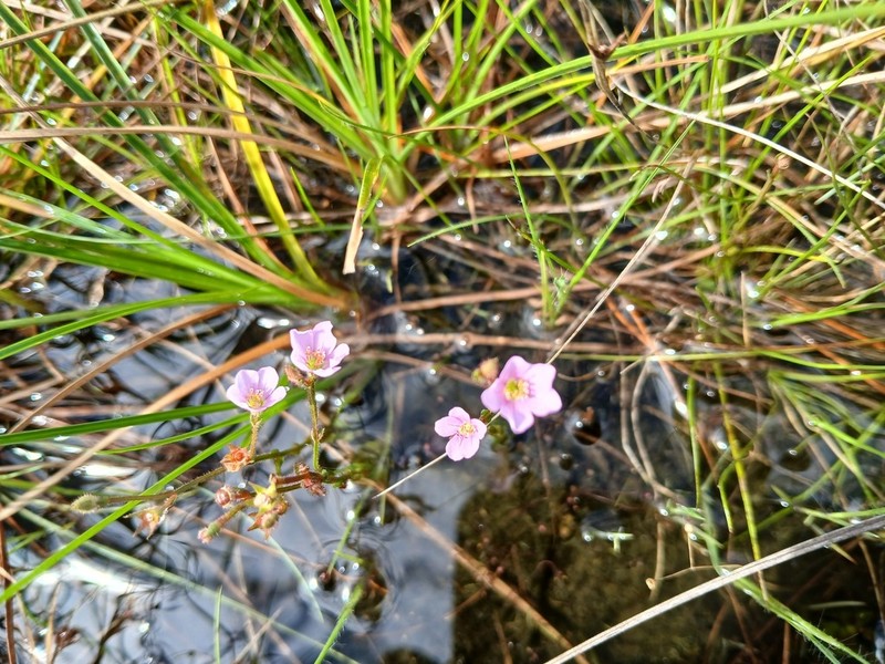 Noterophila crassipes photo 5