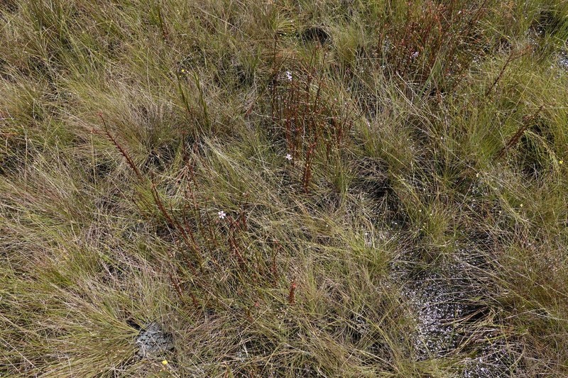Noterophila crassipes photo 7