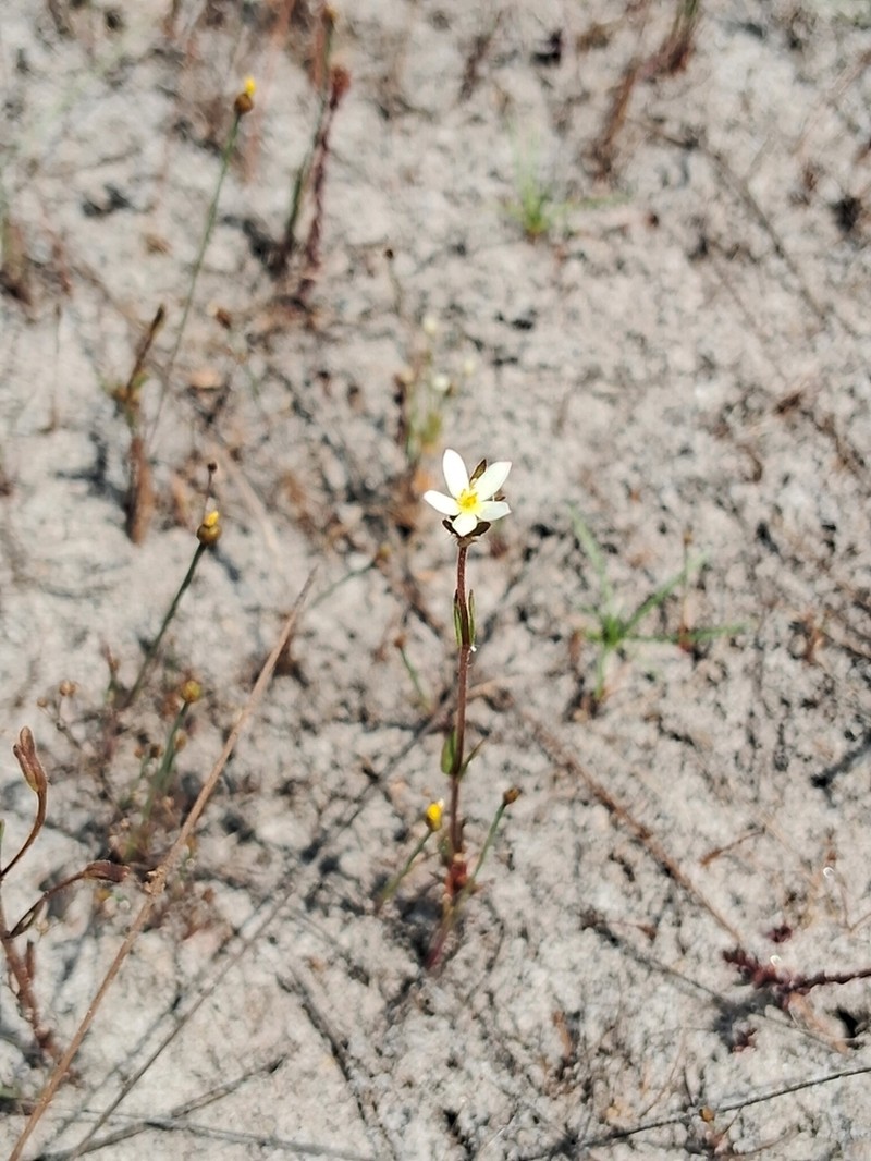 Noterophila crassipes photo 8