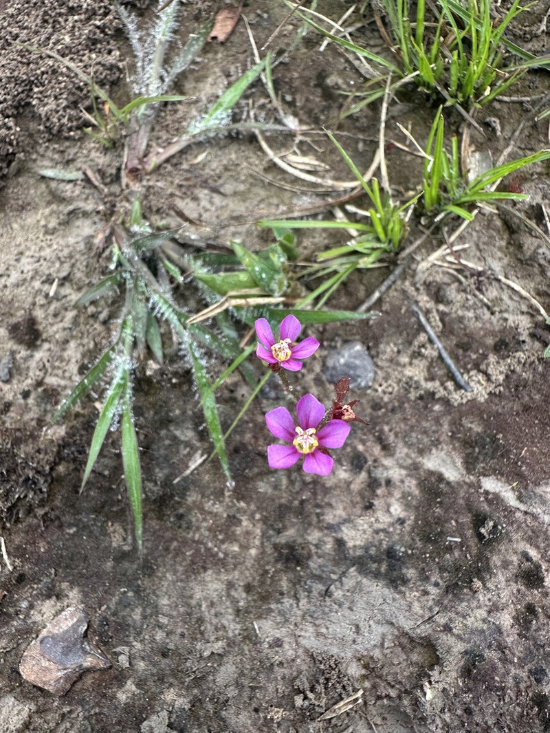 Noterophila genliseoides