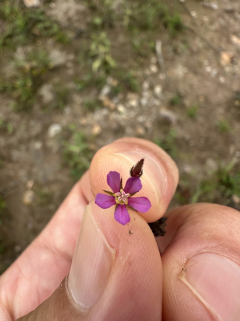 Noterophila genliseoides photo 2