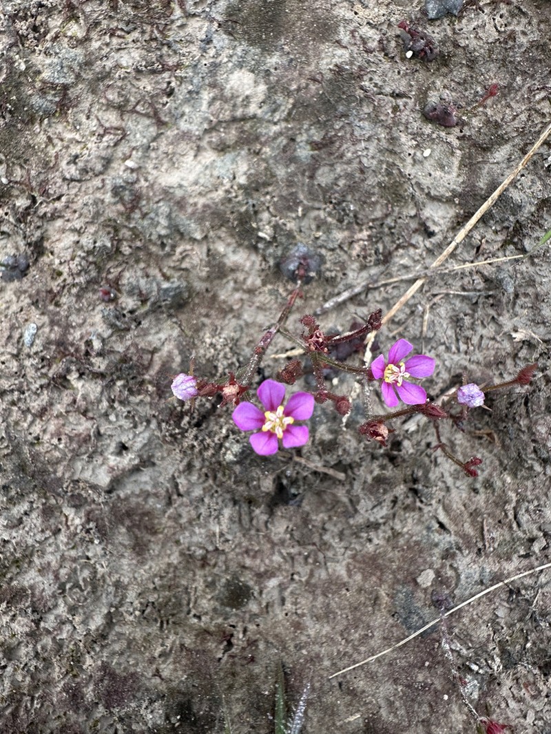 Noterophila genliseoides photo 3