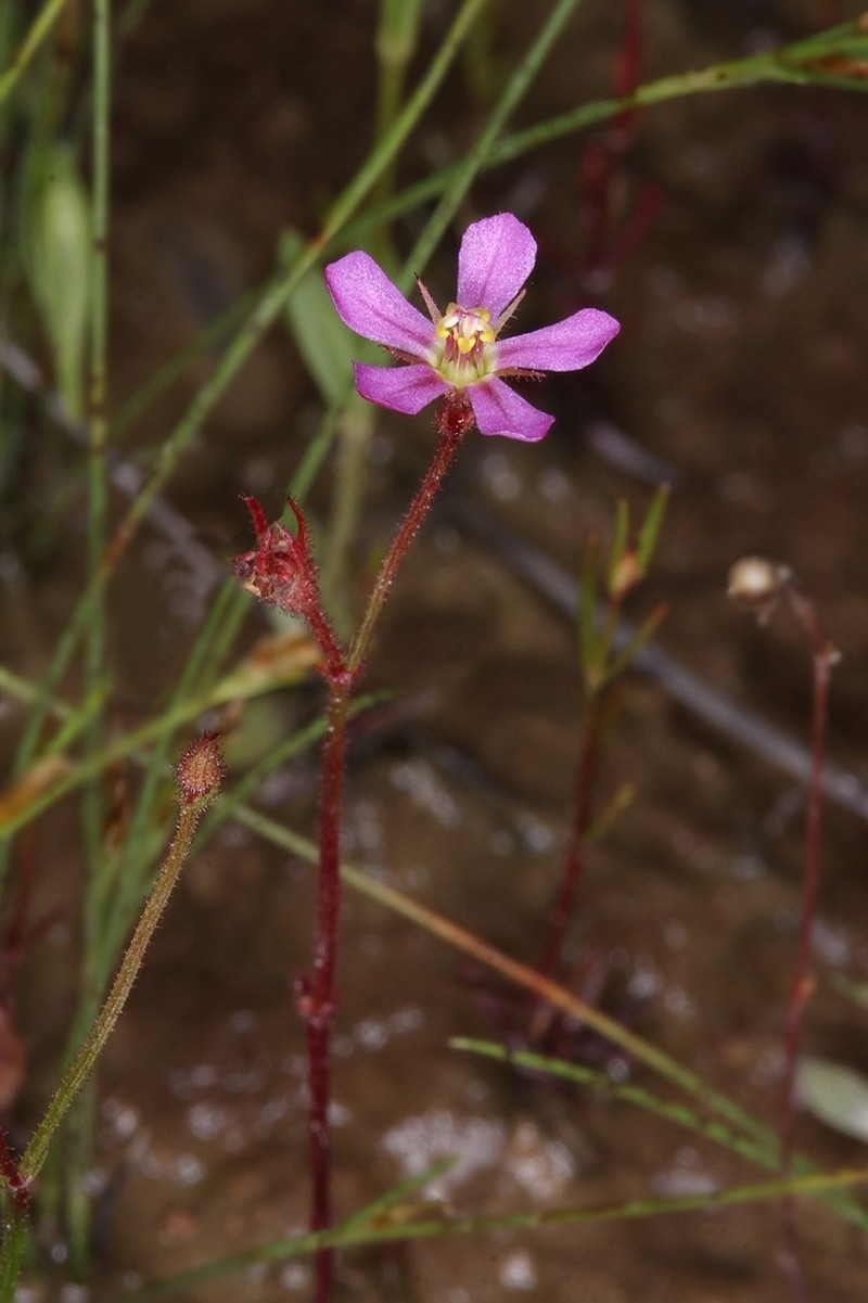 Noterophila genliseoides photo 4