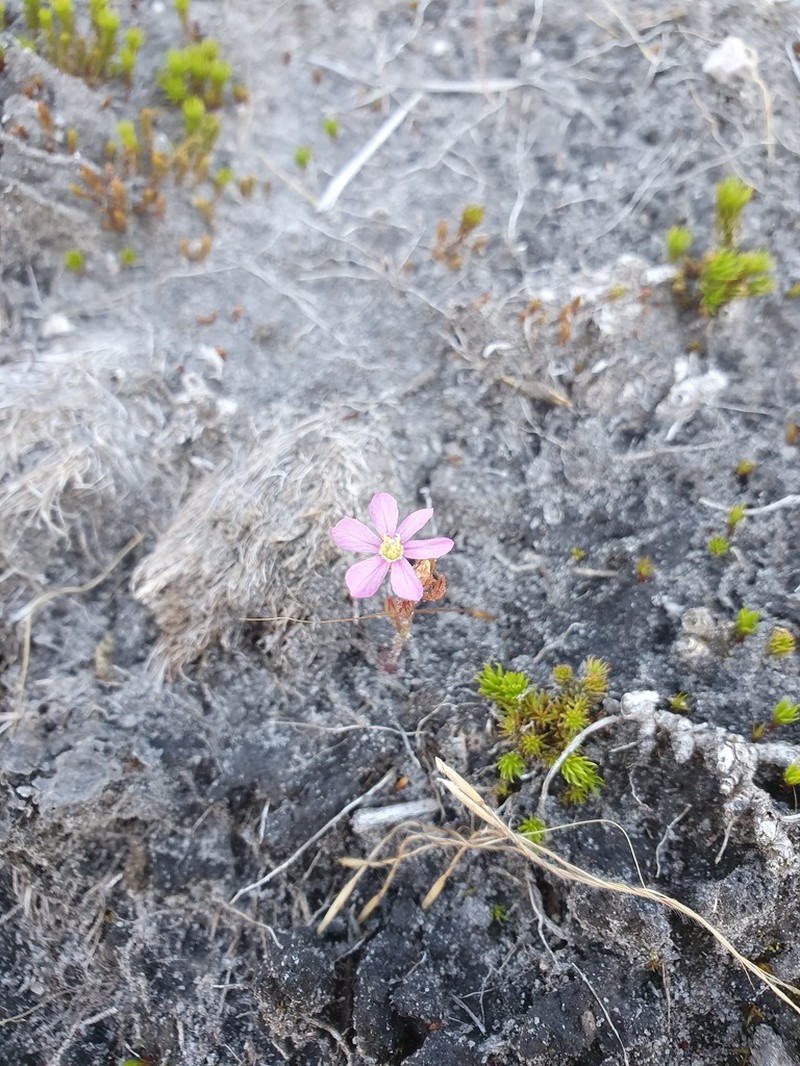 Noterophila genliseoides photo 5