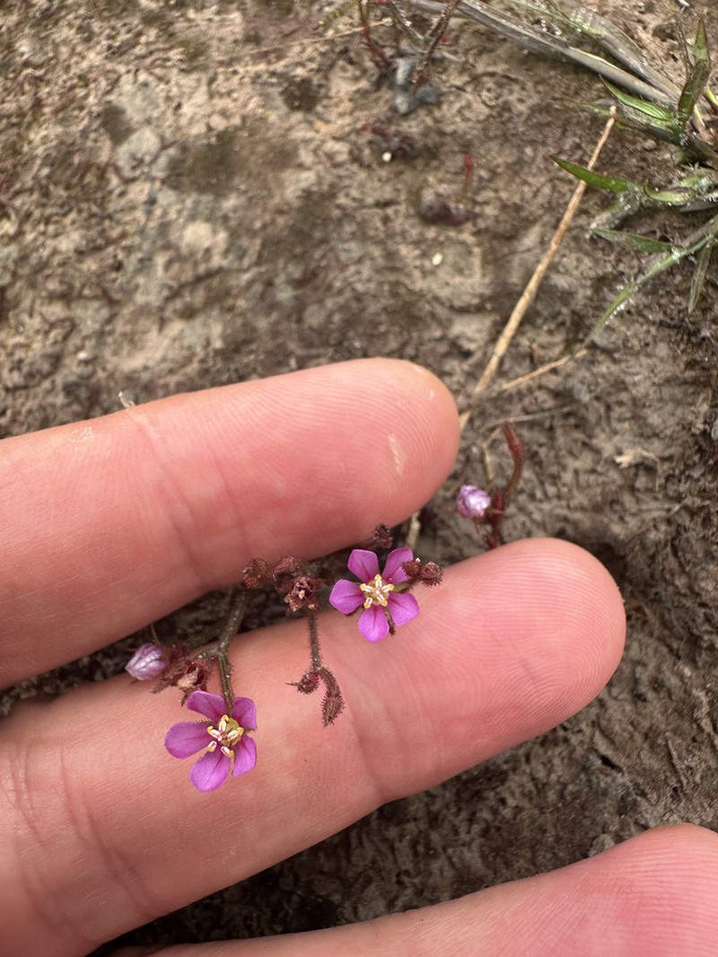 Noterophila genliseoides photo 6