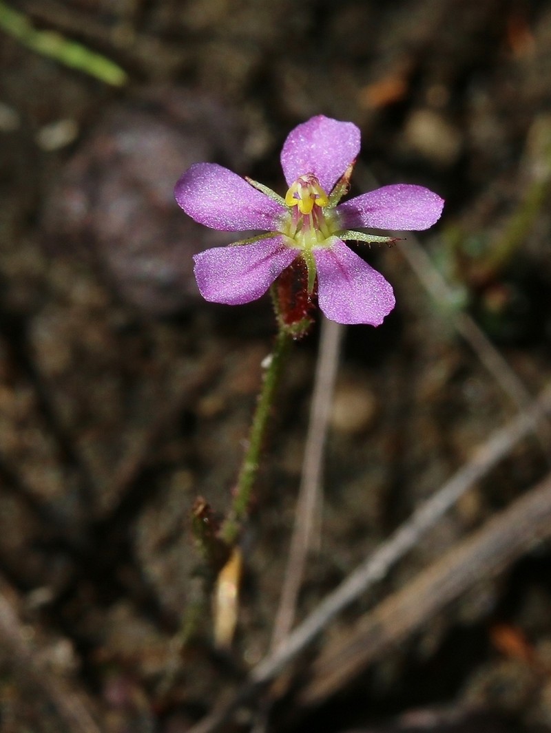 Noterophila genliseoides photo 7
