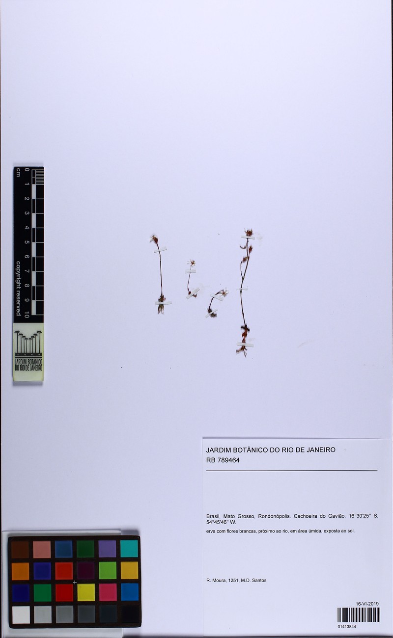Noterophila genliseoides photo 8