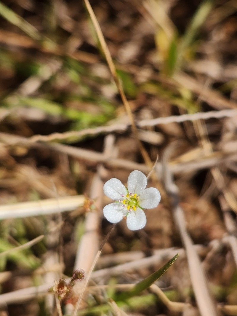 Noterophila nana