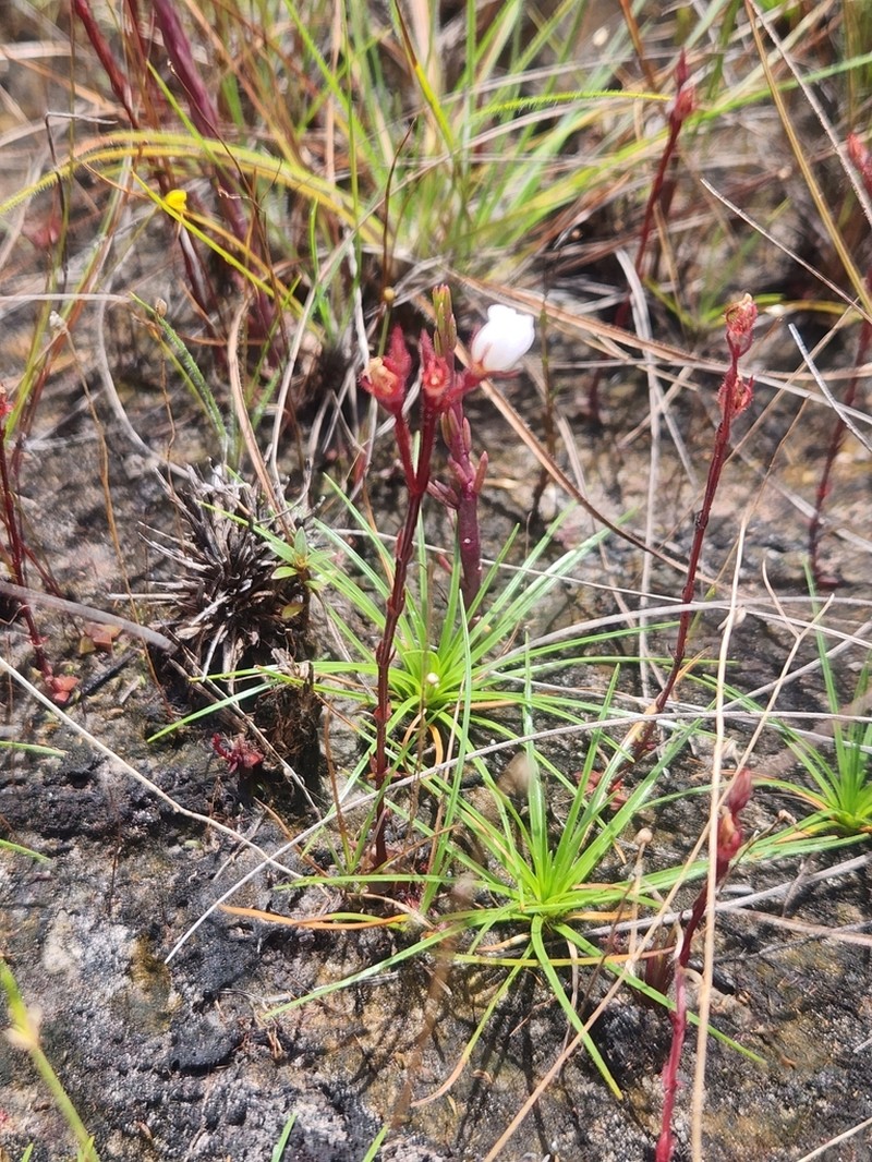 Noterophila rosulans