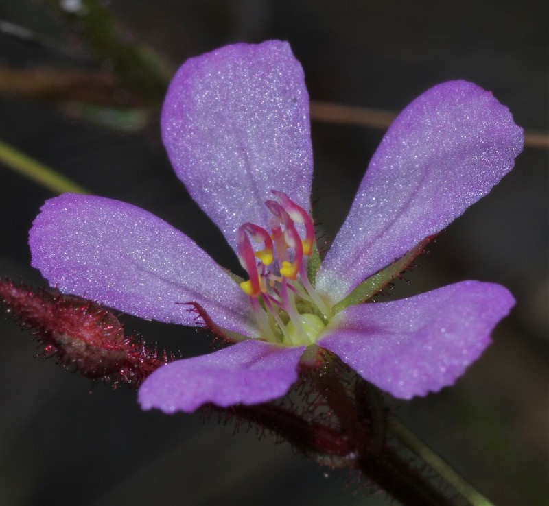 Noterophila rosulans photo 2