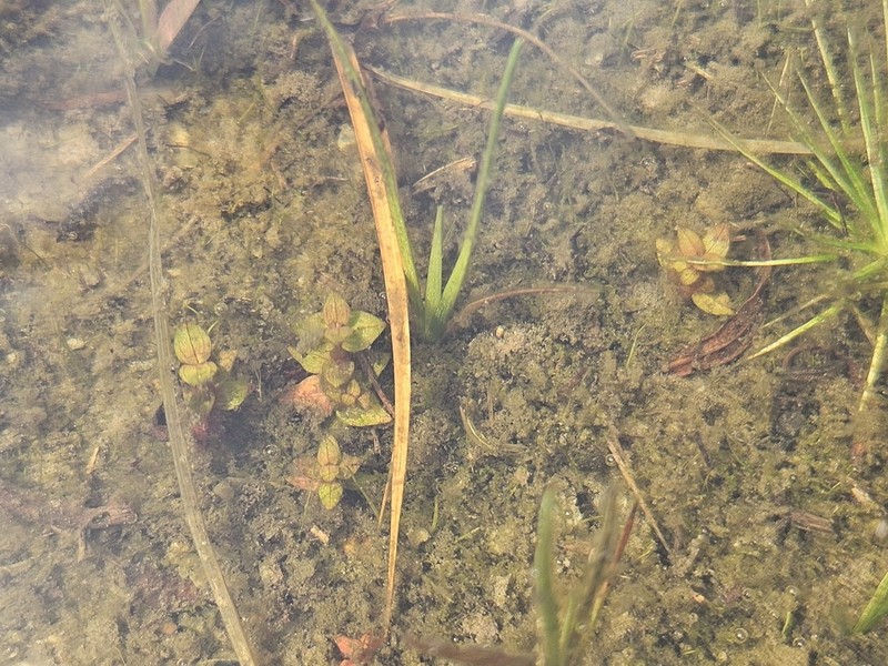 Noterophila rosulans photo 5