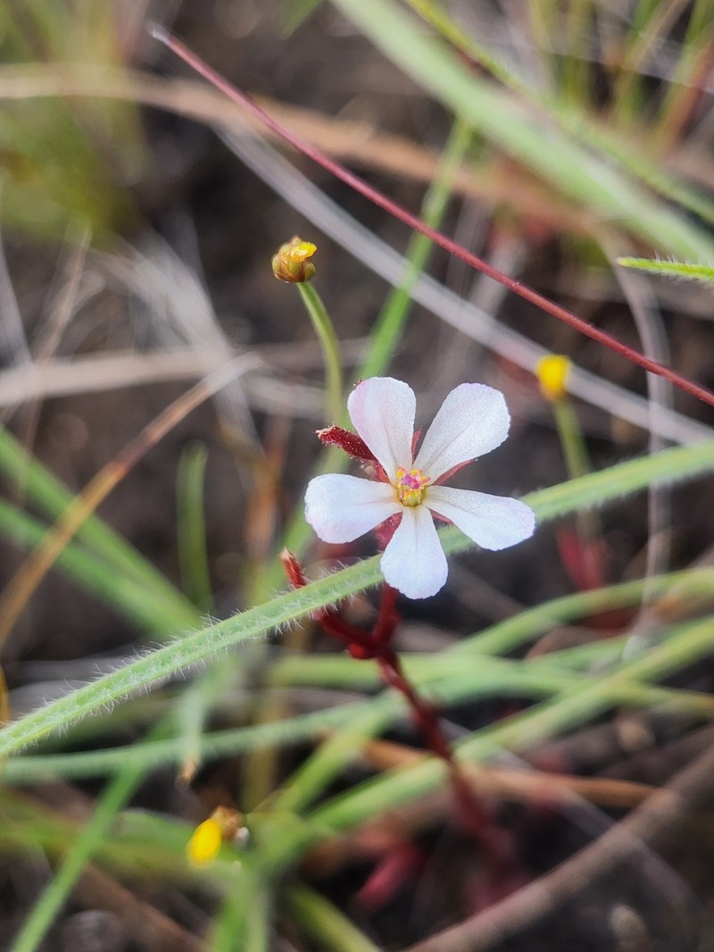 Noterophila rosulans photo 7