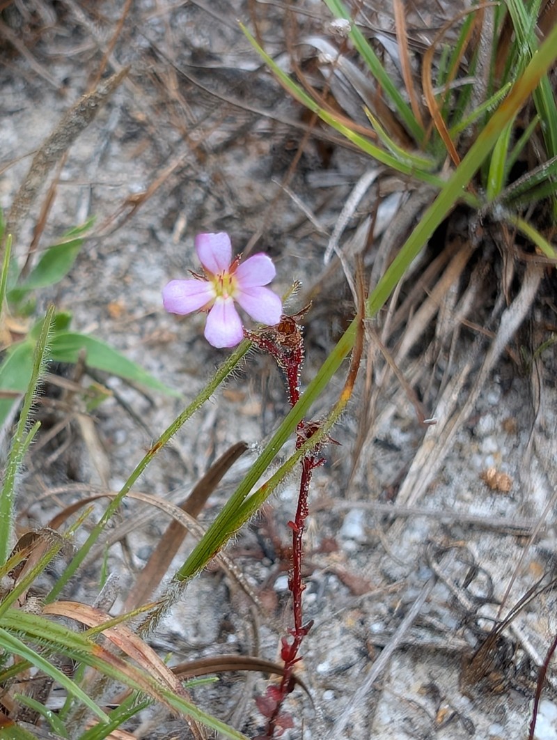 Noterophila rosulans photo 8