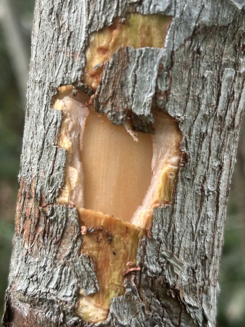 Nothaphoebe coriacea