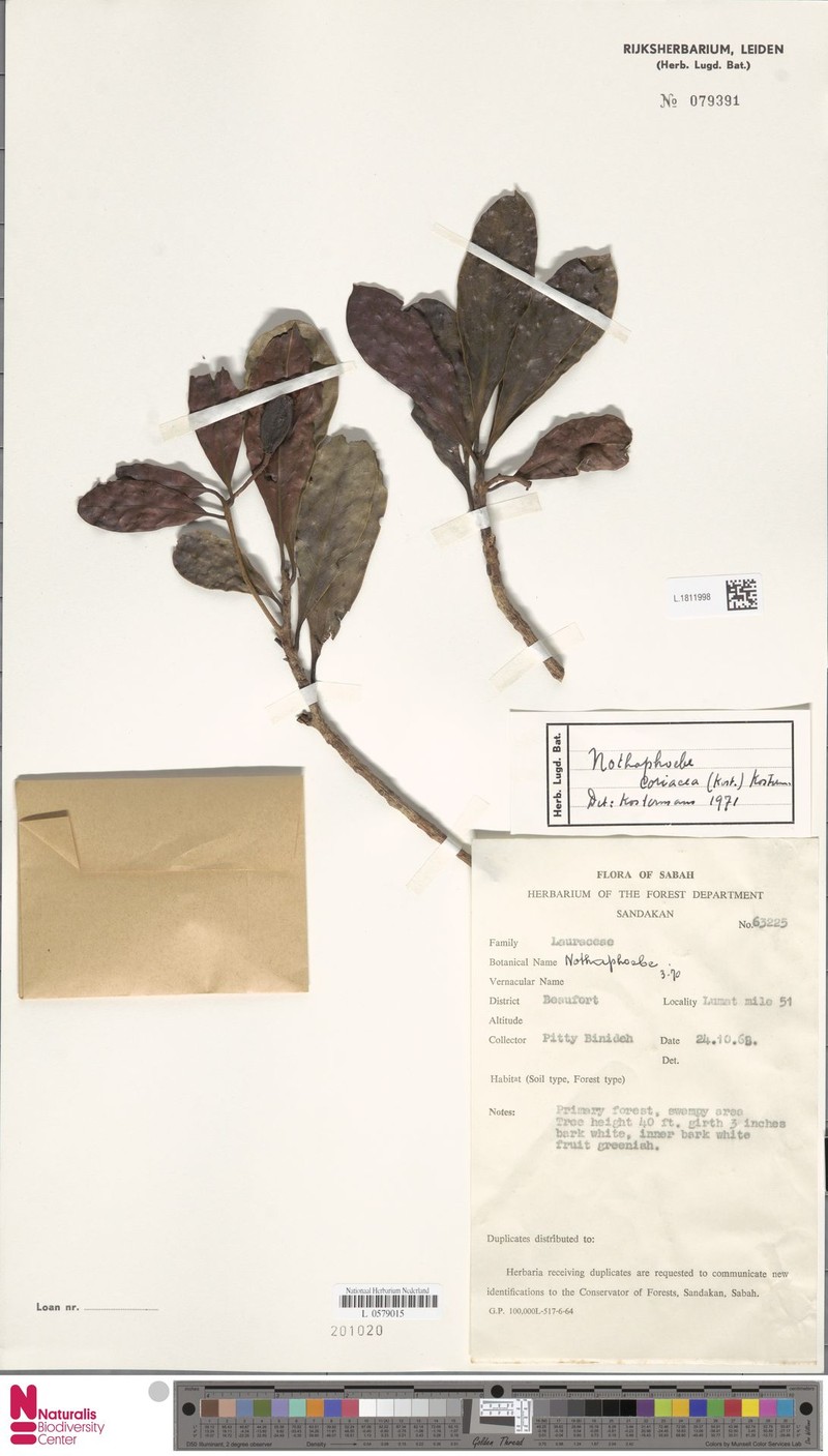 Nothaphoebe coriacea photo 2