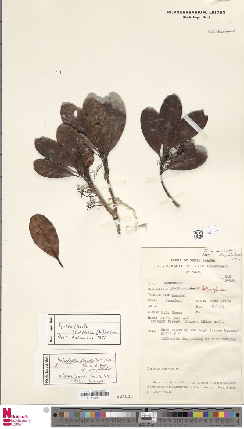 Nothaphoebe coriacea photo 3