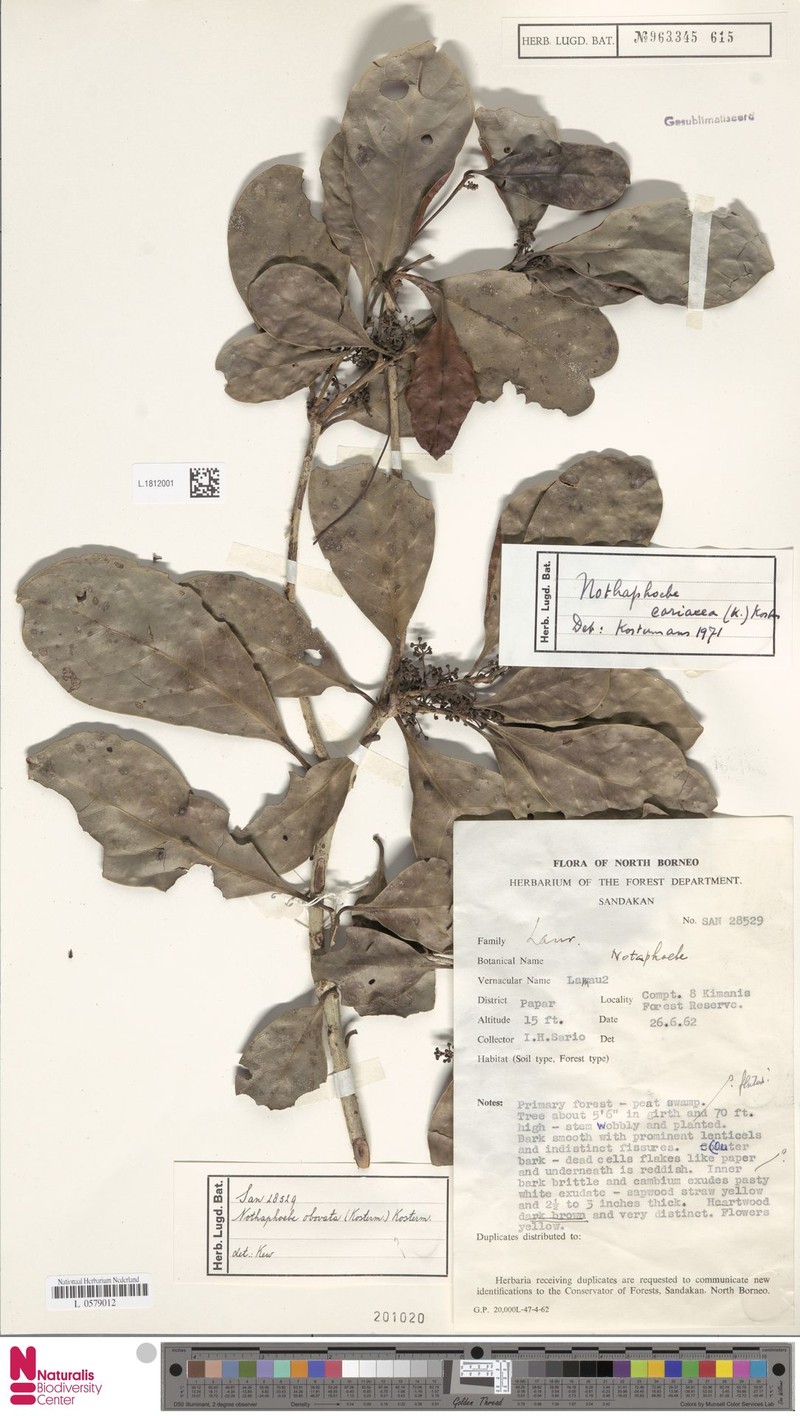 Nothaphoebe coriacea photo 4