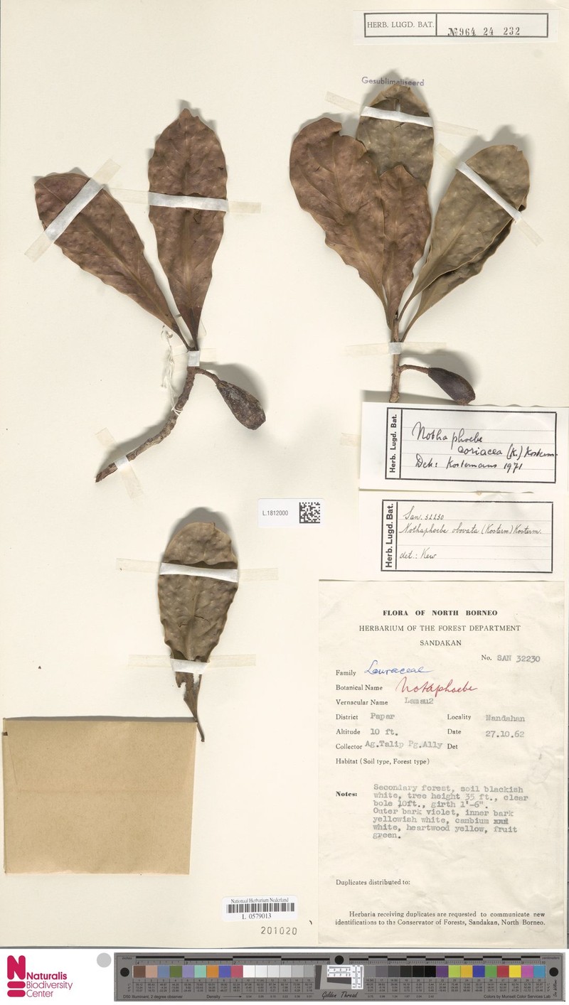 Nothaphoebe coriacea photo 5