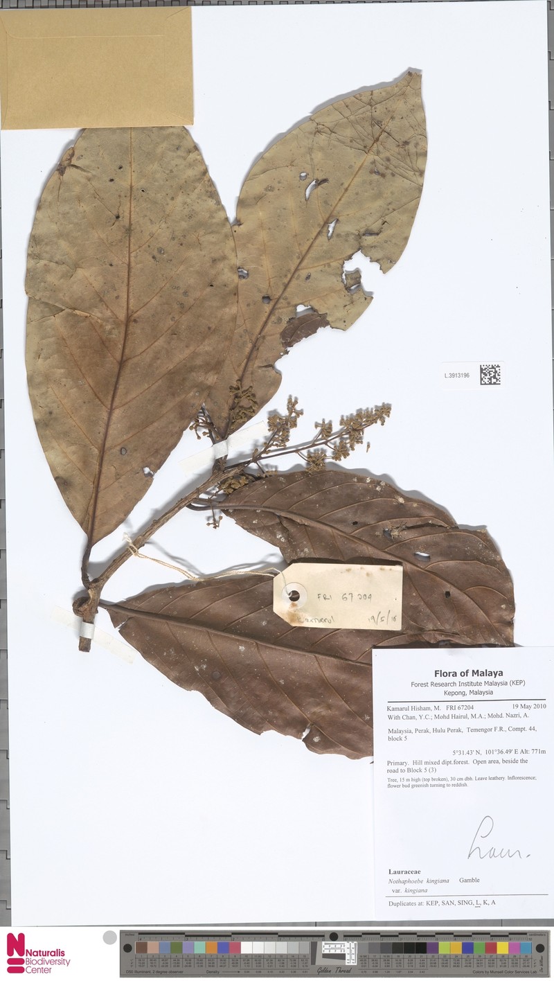 Nothaphoebe kingiana var. kingiana