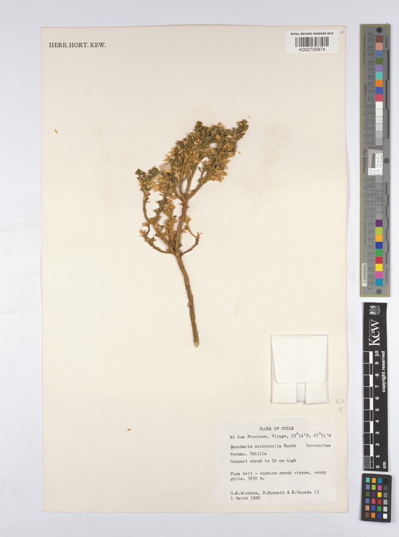 Nothobaccharis candolleana