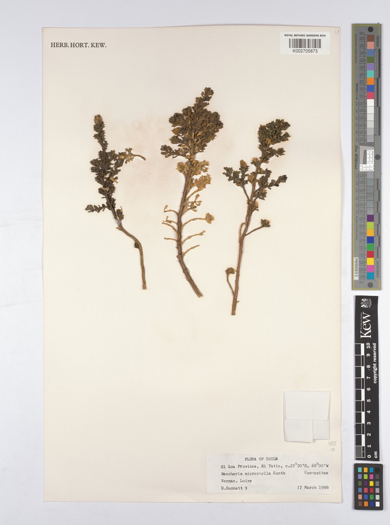 Nothobaccharis candolleana photo 2