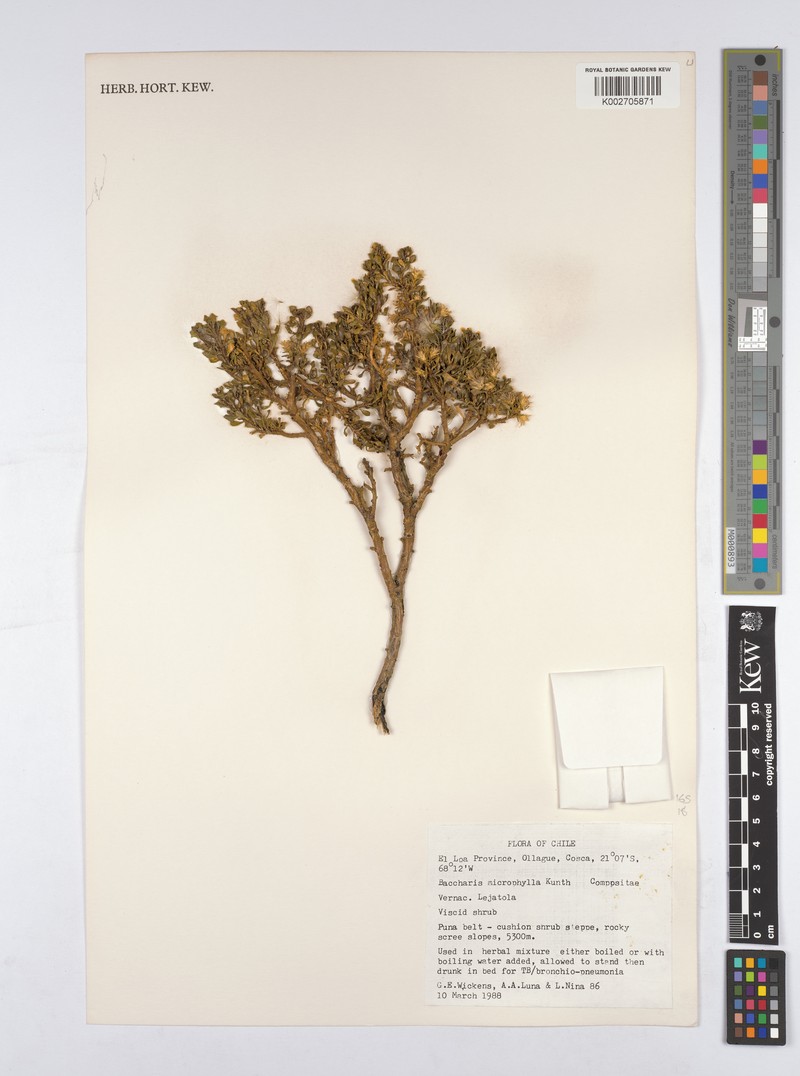 Nothobaccharis candolleana photo 3
