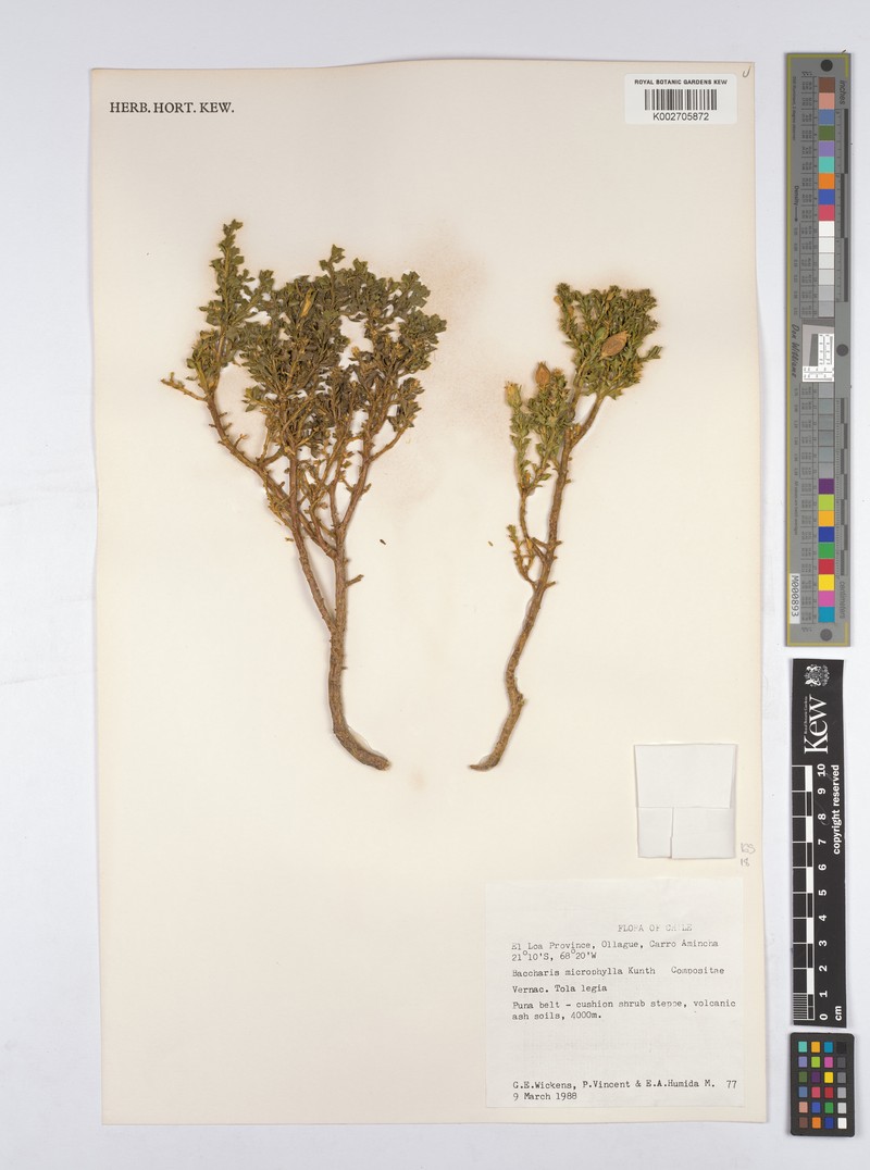 Nothobaccharis candolleana photo 4