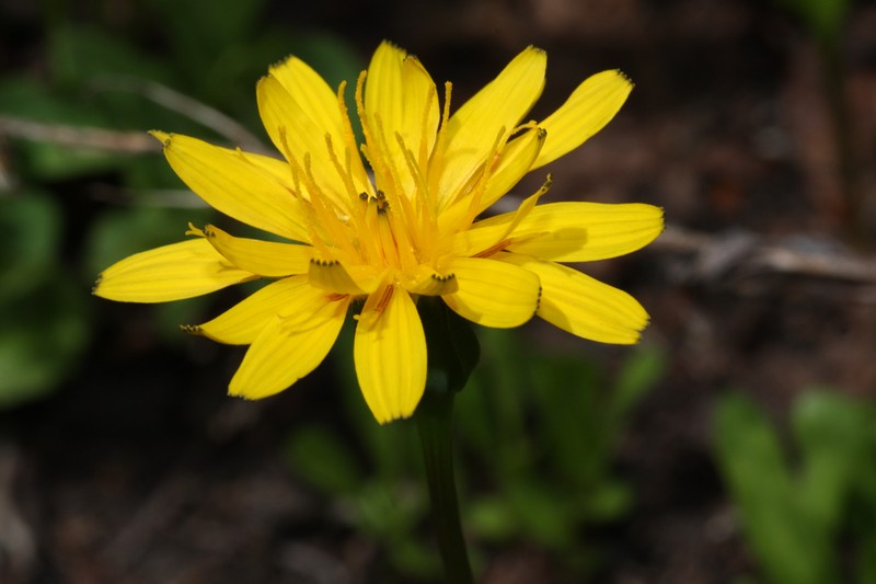 Alpine Lake False Dandelion photo 2