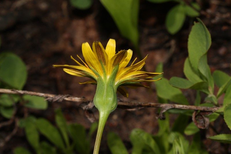 Alpine Lake False Dandelion photo 3
