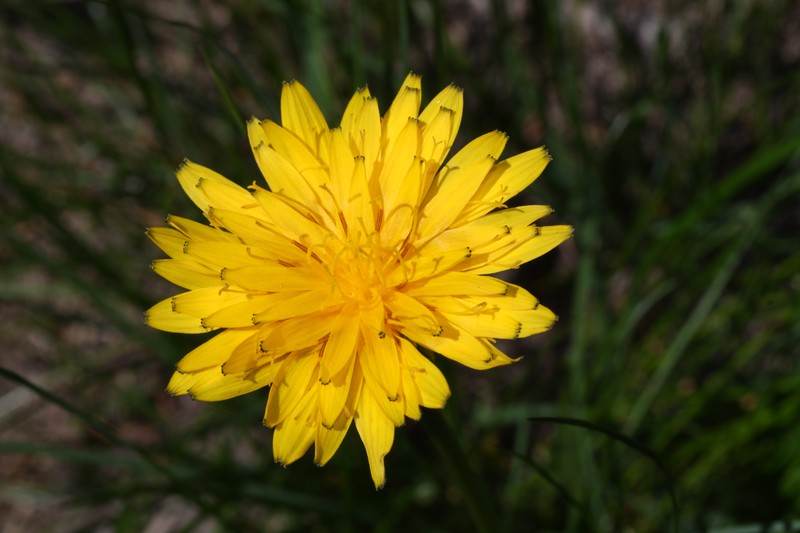 Alpine Lake False Dandelion