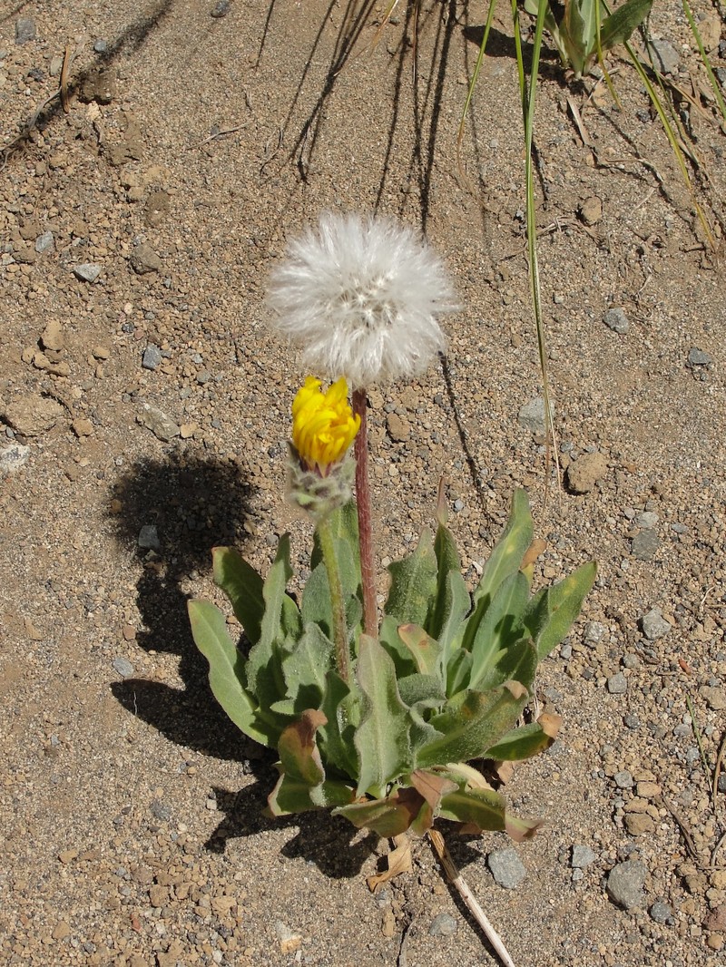 Alpine Lake False Dandelion photo 4