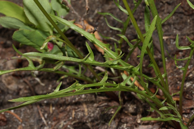 Alpine Lake False Dandelion photo 5