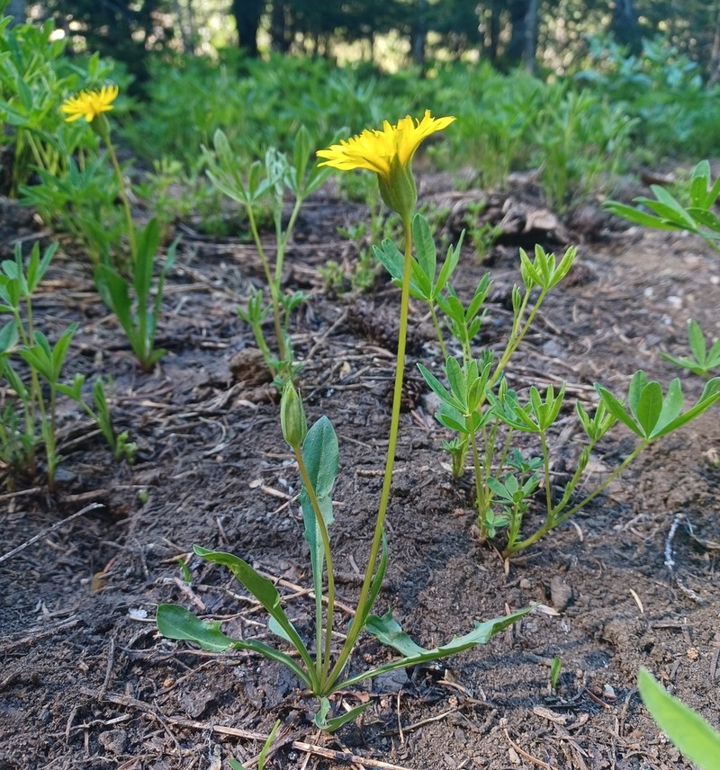 Alpine Lake False Dandelion photo 4